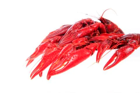 Crawfish, white background, close-up Stock Photos