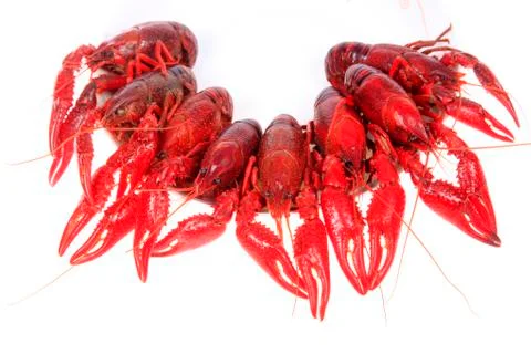 Crawfish, white background, close-up Stock Photos