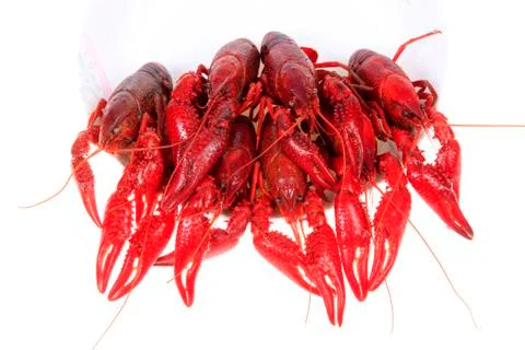 Crawfish, white background, close-up Stock Photos