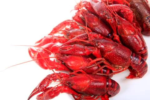 Crawfish, white background, close-up Stock Photos