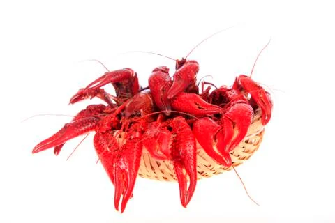 Crawfish, white background, close-up Stock Photos