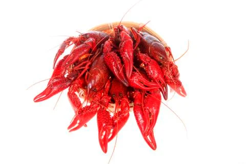 Crawfish, white background, close-up Stock Photos