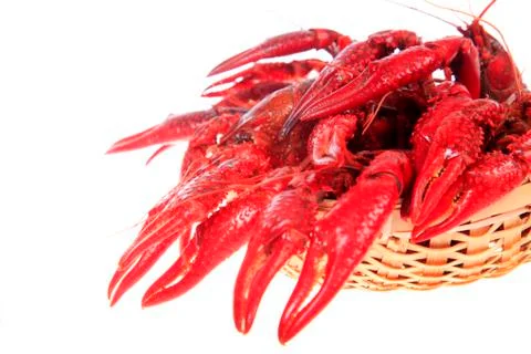 Crawfish, white background, close-up Stock Photos