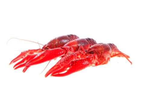 Crawfish, white background, close-up Stock Photos