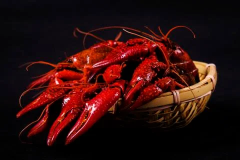 Crawfish, white background, close-up Stock Photos