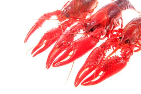 Crawfish, white background, close-up Stock Photos
