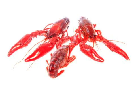 Crawfish, white background, close-up Stock Photos