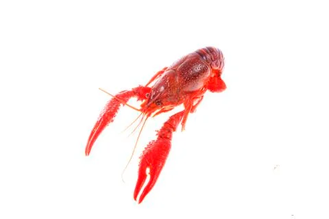 Crawfish, white background, close-up Stock Photos