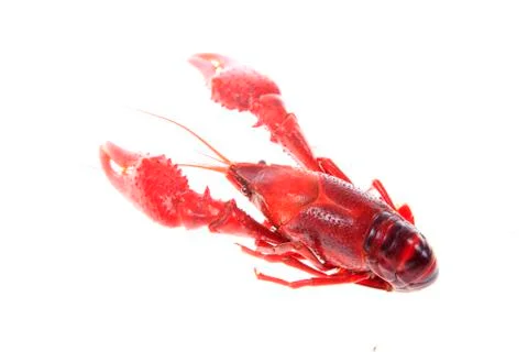 Crawfish, white background, close-up Stock Photos