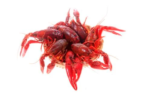 Crawfish, white background, close-up Stock Photos