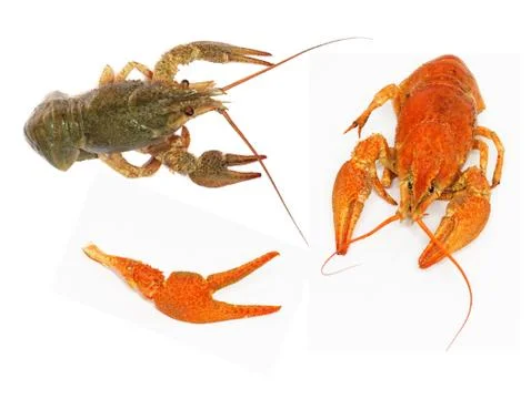 Crawfish on white background Stock Photos