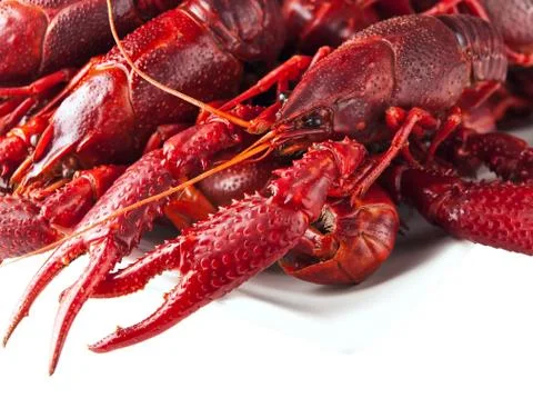 Crawfishes Foto stock