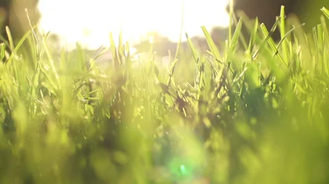 Crawl Through Grass Stock Footage 29252304