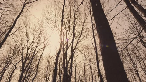 Crawl Through A Green Deciduous Forest. Trees With Sunlight Morning. Gimbal Shot Stock Footage 271143341