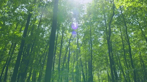 Crawl Through A Green Deciduous Forest. Trees With Sunlight Morning. Walking Thr Stock Footage 303051108