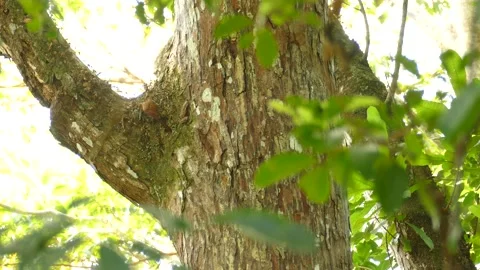 Crawler creeper bird jump on bark looking for a prey wide shot Stock Footage 151045353