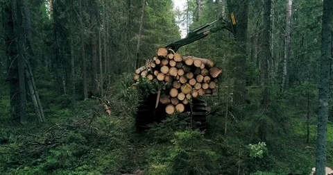 A crawler machine is collecting timber in the woods Vidéo 78827864