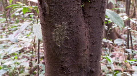 Crawling Amazonian caterpillars Видео 40979268