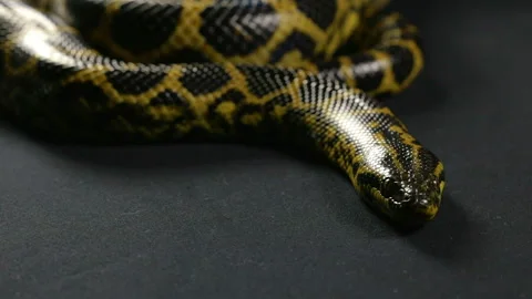 Crawling anaconda with tongue Stock Footage 88780201