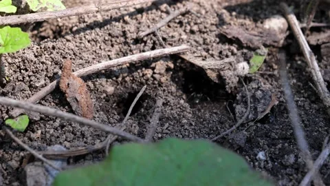 Crawling Ants Exiting Ant Hill - Macro CU Ontario Canada Stock Footage 132120692