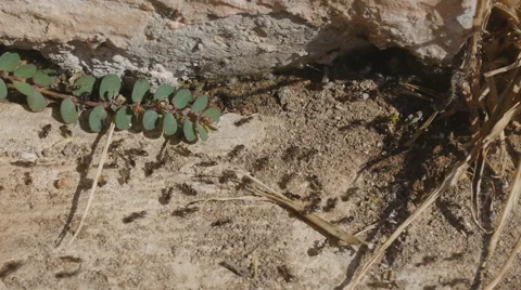 Crawling ants Stock Footage 58606224