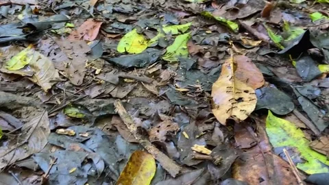 Crawling ants Stock Footage 286365980