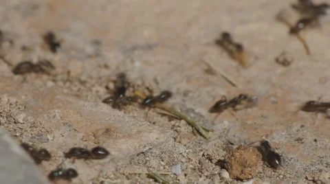 Crawling ants macro Stock Footage 58606421