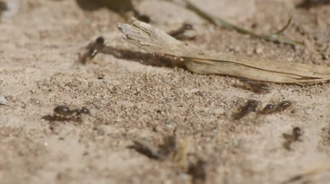 Crawling ants macro Stock Footage 58607399