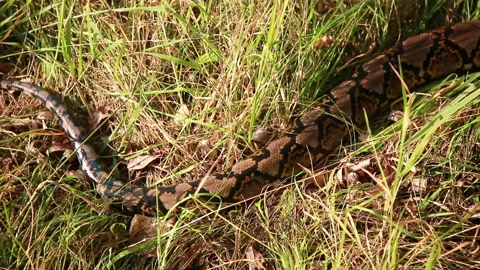 Crawling away Stock Footage 159018938