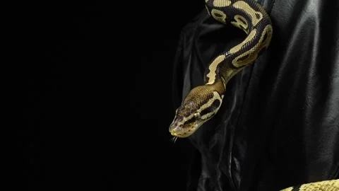 Crawling ball python on black leather 動画素材 89313693