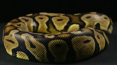 Crawling ball python Stock Footage 88636809
