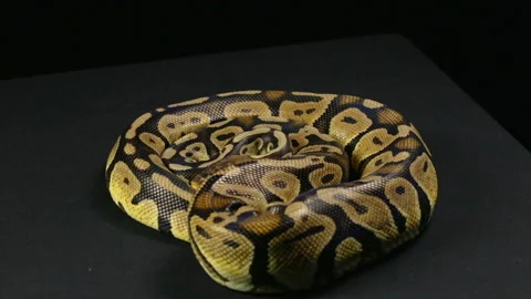Crawling ball python, head and tongue Video stock 88638389