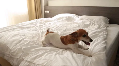 Crawling bed small dog Vídeo Stock 62549081