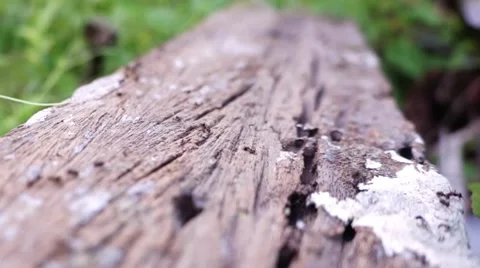 Crawling black ants seamless loop Stock Footage 44557628