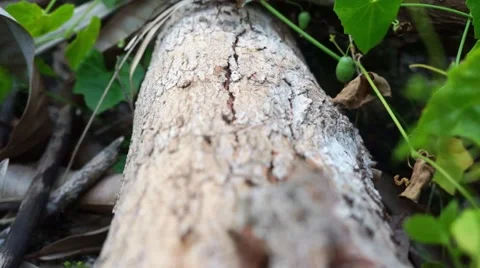 Crawling black ants seamless loop. Stock Footage 44557702