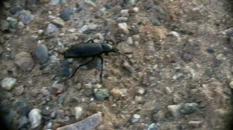 Crawling Black Bug Stock Footage 77159
