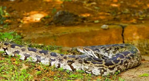 Crawling boa constrictor in close-up Stock Photos