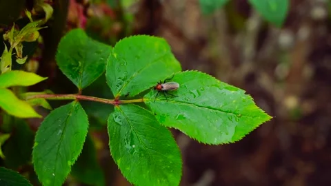 Crawling bog Видео 130506980