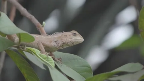 A crawling brown chameleon Stock Footage 159297102