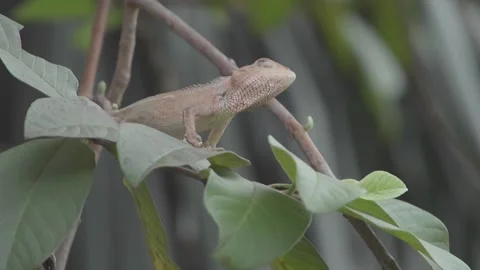 A crawling brown chameleon Stock Footage 159298000