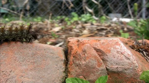 Crawling Buck Moth Caterpillar Stock Footage 7133901