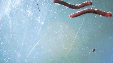 Crawling Bugs Stock Footage 76163517