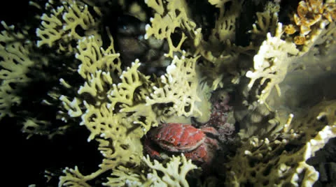 Crawling carb at night Stock Footage 22706877