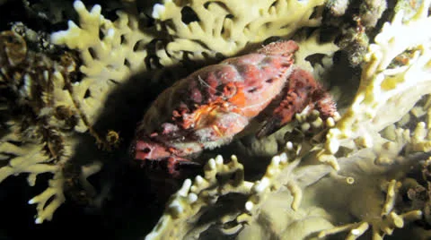 Crawling carb at night Stock Footage 22707153