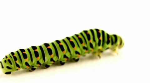 Crawling caterpillar Vídeos de archivo 9455463