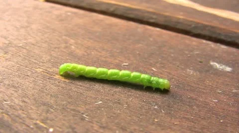 Crawling Caterpillar Видео 18968353
