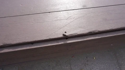 Crawling caterpillar Vídeo Stock 77119333