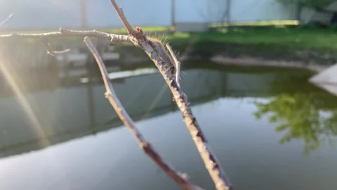 A crawling caterpillar. Stock Footage 246428473