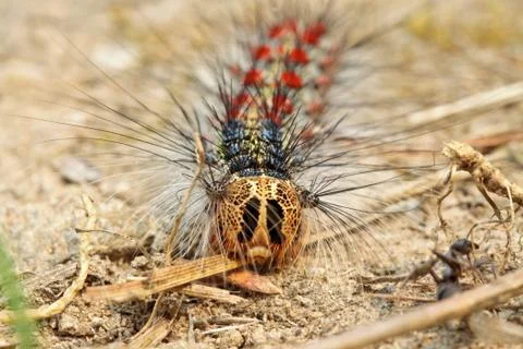 Crawling caterpillar Stock Photos