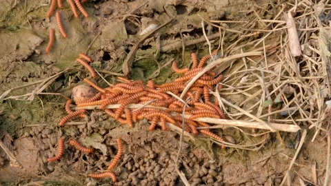 Crawling Caterpillar on Soil Video stock 206733405